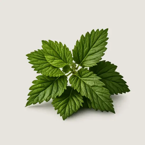 KOPRIVA